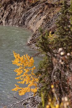 Autumn colored trees along mountain river in British Columbia