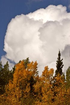 Cumulonimbus cloud over British Columbia forest