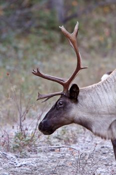 Woodland Caribou along Alaska Highway in British Columbia