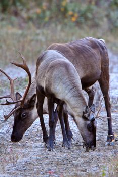 Woodland Caribou along Alaska Highway in British Columbia