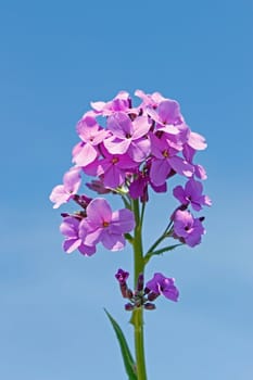 Decorative purple flowers on the background of blue sky