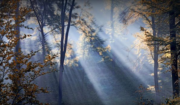 sunbeams in the forest in the fall season