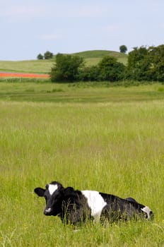 Cow resting on green field.