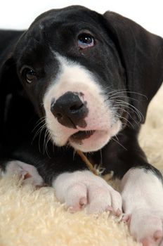 A sweet puppie is eating