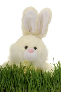 Easter bunny in grass and white background.