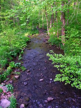 Stream flows through a dense woodland at Baxters Hollow State Natural Area in southern Wisconsin.