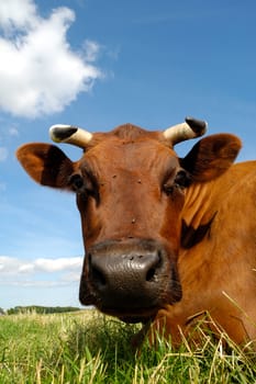 Sweet cow resting on a green field. Close-up.