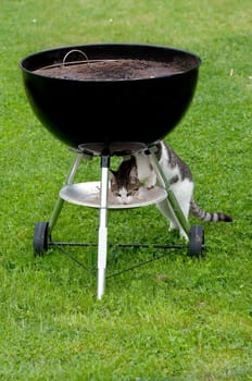 A hungry cat sitting under a barbecue grill eating