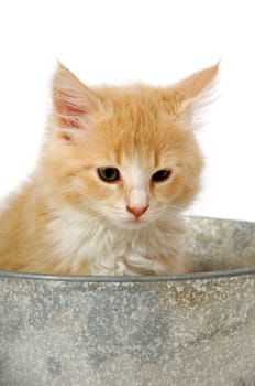 Kitten is sitting in a bucket