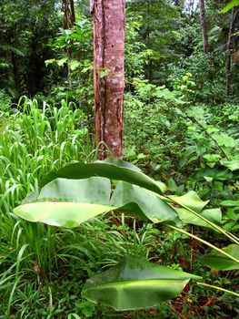 Tropical rainforest of Barron Gorge National Park near Kuranda, Australia.