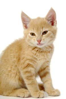 A kitten is sitting on a white background