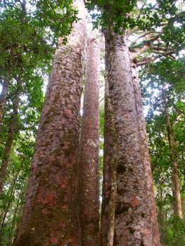 Four Sisters Kauri Trees (Agathis australis) in the Waipoua Forest of New Zealand.