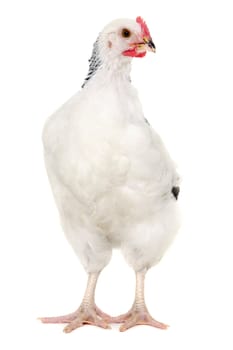 Hen is standing and looking on a white background.