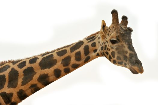 Picture of a giraffe head and upper neck against a white background