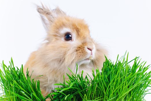 Easter Bunny. Cute rabbit sitting on green grass. In studio
