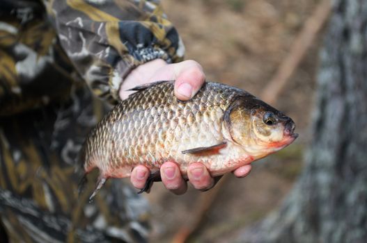 Freshly caught river fish in the hand of fisherman.