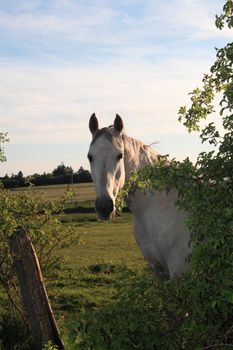 white horse at the meadows fense