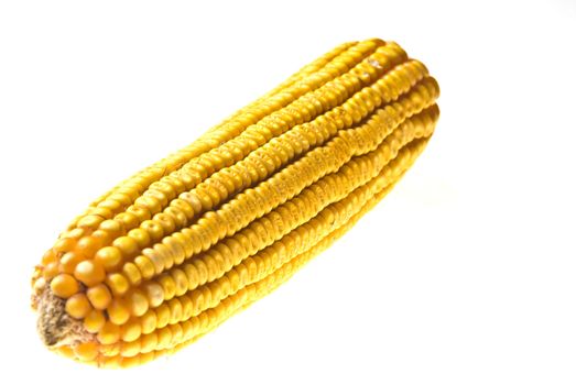 Yellow Corncob isolated on white