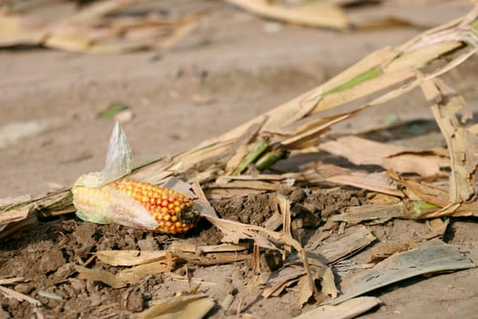 Corn Cob left on the field during harvest