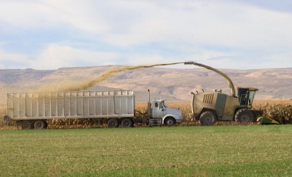 Corn chopper shooting corn into harvest truck