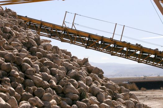 Equipment for harvesting sugar beets