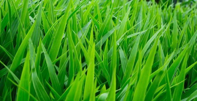 green grass
