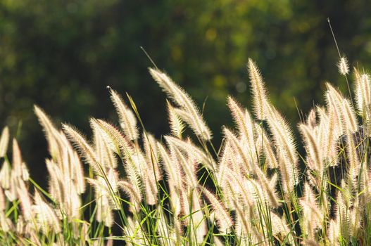 grass flower