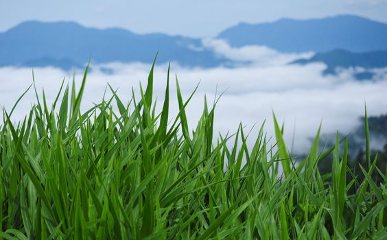 green grass