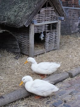 Two ducks in front of a duck house