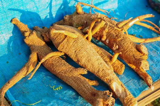 Ginseng