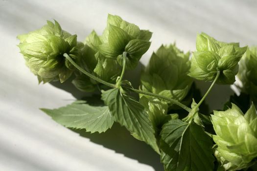 a hop plant on white back ground