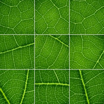 Green backgrounds set. Oak leaf closeup, super macro.