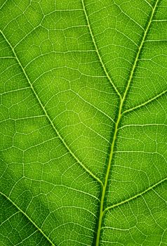 Green background. Oak leaf texture closeup.