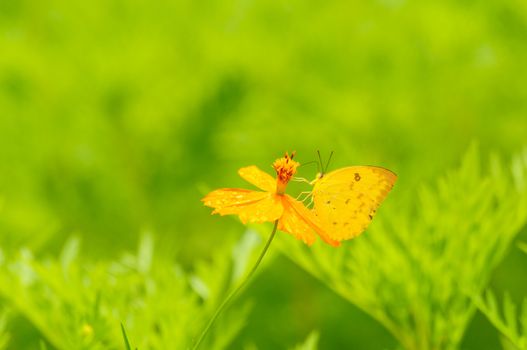 butterfly on yellow flower