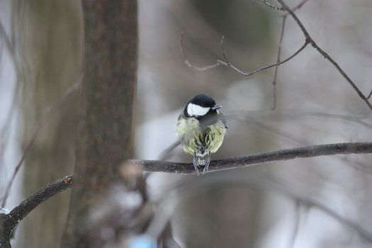 Close up of a Great Tit Bird.