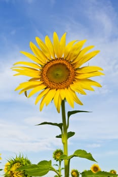 Beautiful yellow Sunflower and blue sky