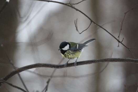 Close up of a Great Tit Bird.