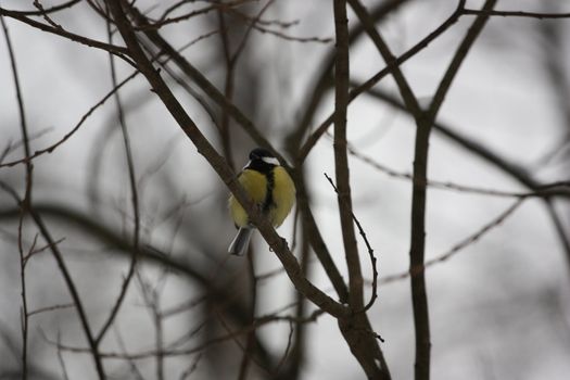 Close up of a Great Tit Bird.