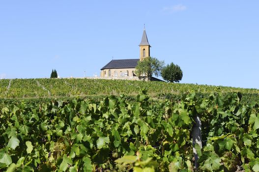 vineyards and churchin french country in summer 