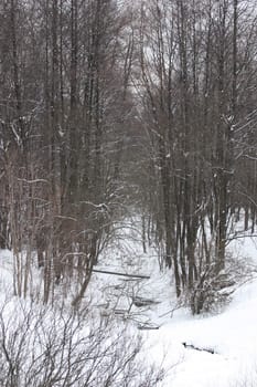 Trees in Winter covered in snow.