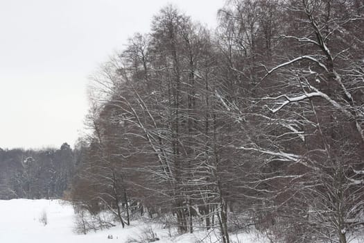 Trees in Winter covered in snow.