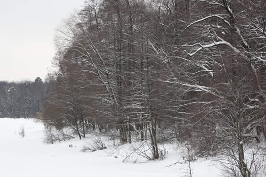 Trees in Winter covered in snow.