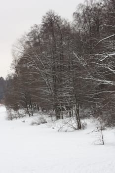 Trees in Winter covered in snow.