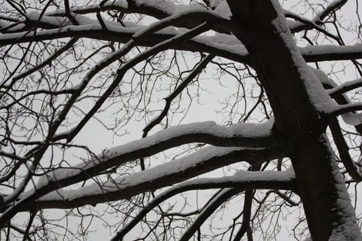 Trees in Winter covered in snow.