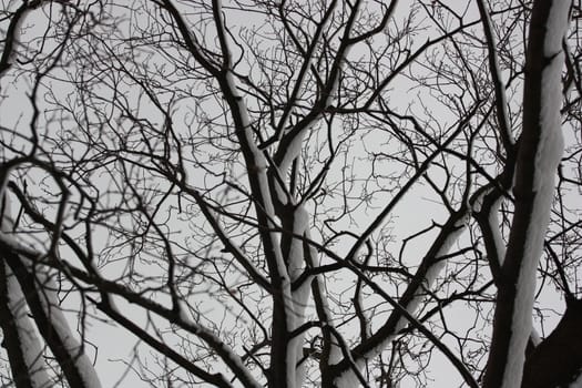 Trees in Winter covered in snow.