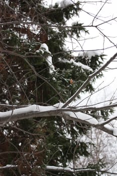 Trees in Winter covered in snow.