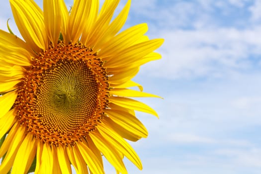 Closeup sunflower and blue sky