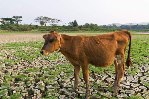 Cow and Cracked earth  metaphoric for climate change and global warming.