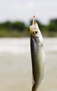 Fish on a hook with nature background
