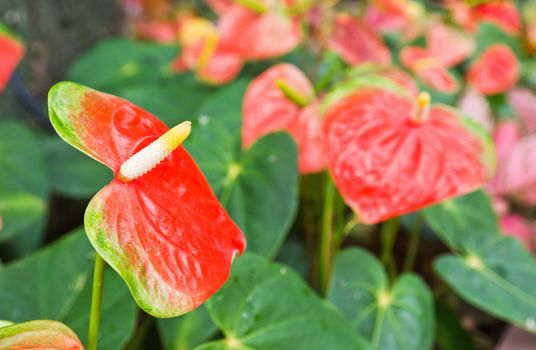 Flamingo flower or  Anthurium flower in the garden, Thailand.